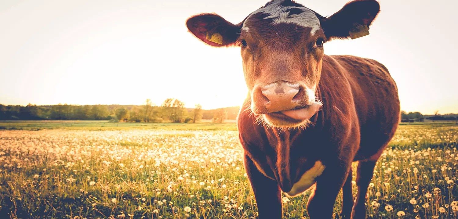 7 Companies Protecting Your Food with Blockchain