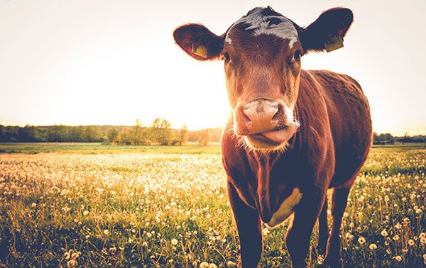 The f(x) = e^x | Protecting Food with Blockchain