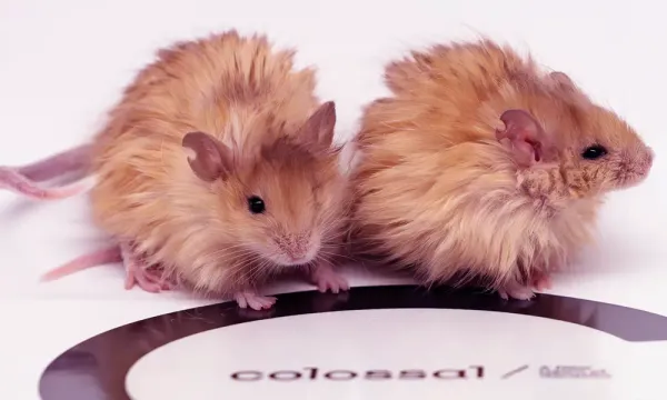 Woolly Mammoths? Let’s Start with Woolly Mice